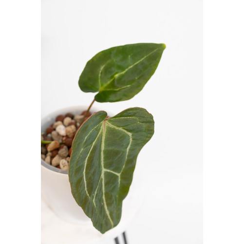 Anthurium crystal hybrid x (magnificum DF x forgetii)