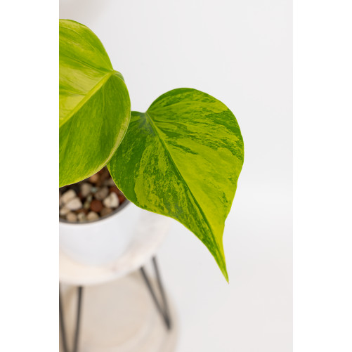 Monstera marmorata aurea