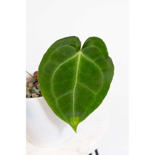 Anthurium magnificum x...