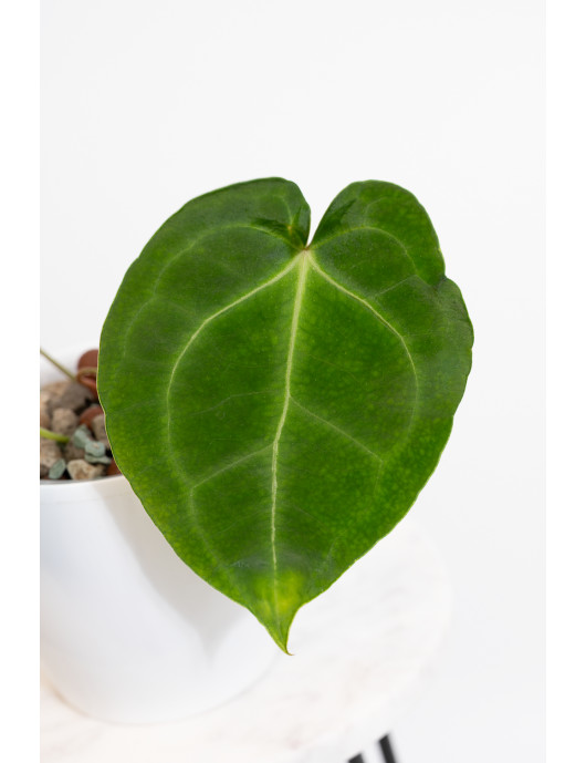 Anthurium magnificum x forgetii DF