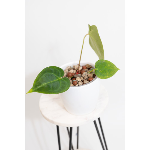 Anthurium magnificum x forgetii DF