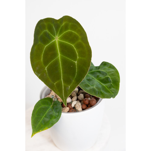 Anthurium forgetii DF