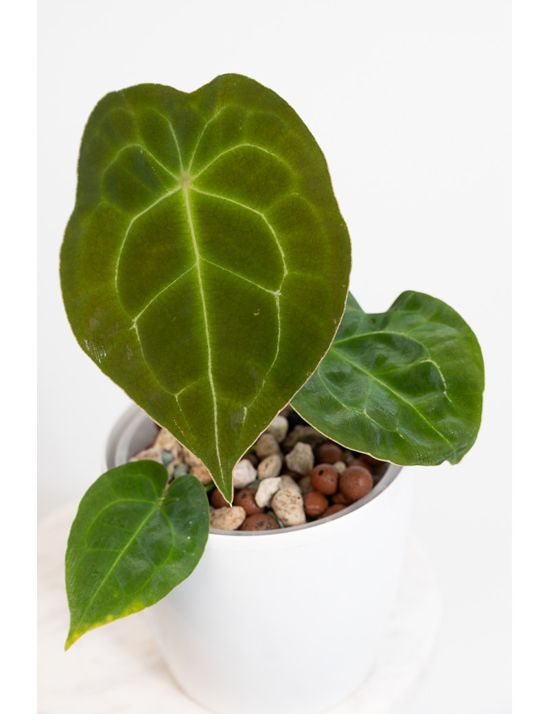 Anthurium forgetii DF