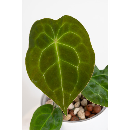 Anthurium forgetii DF