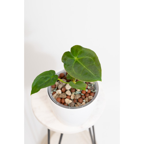 Anthurium (magnificum DF x...