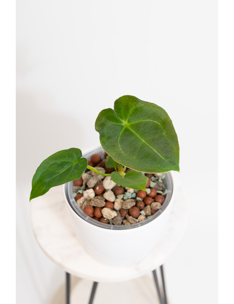 Anthurium (magnificum DF x forgetii) x forgetii DF