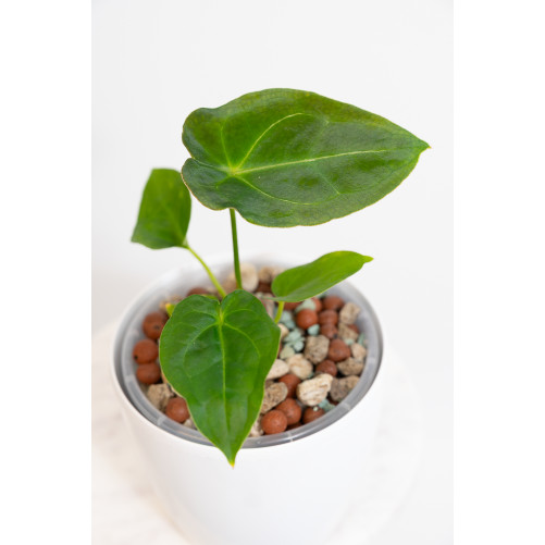 Anthurium (magnificum DF x forgetii) x forgetii DF