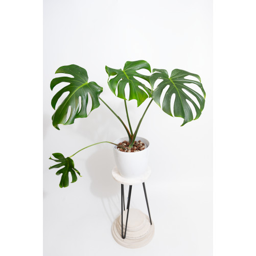 Monstera white monster regres