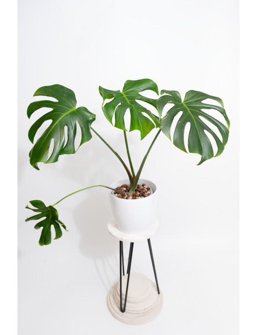 Monstera white monster regres