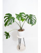 Monstera white monster regres