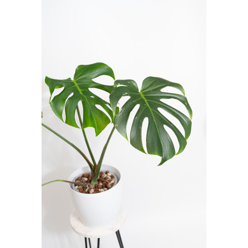 Monstera white monster regres