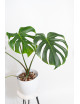 Monstera white monster regres
