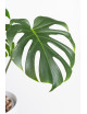 Monstera white monster regres
