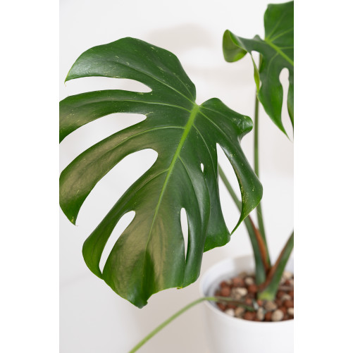 Monstera white monster regres