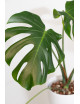 Monstera white monster regres