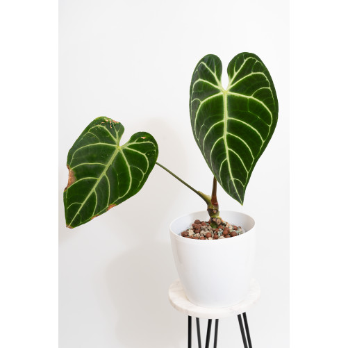 Anthurium regale