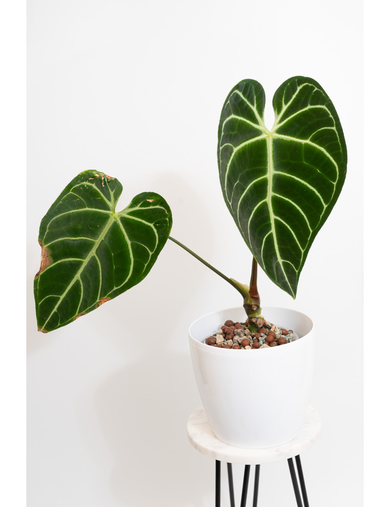 Anthurium regale