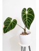 Anthurium regale