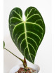 Anthurium regale