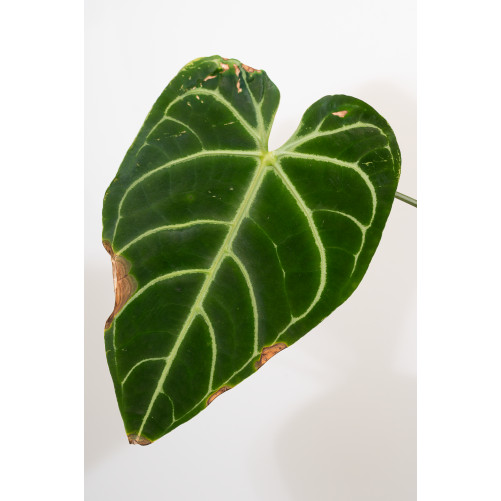 Anthurium regale