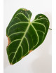 Anthurium regale