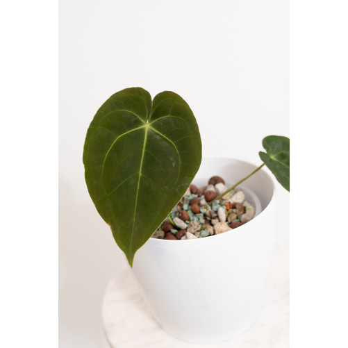 Anthurium magnificum DF x...