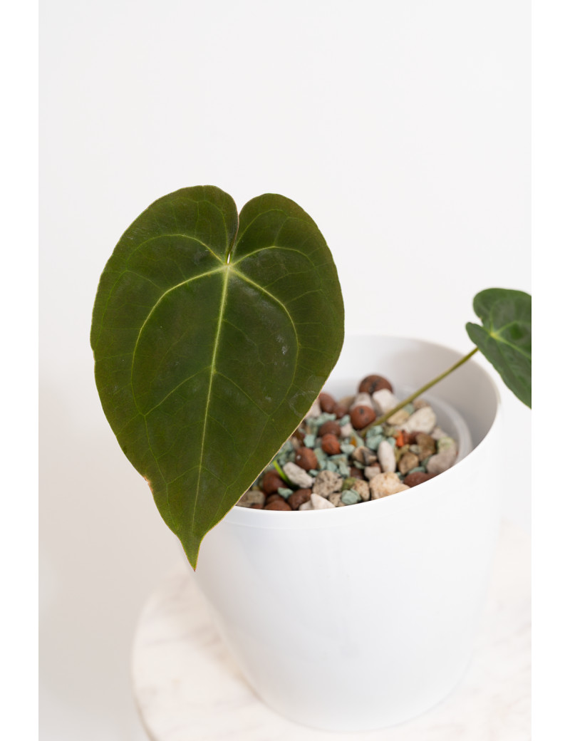 Anthurium magnificum DF x papillilaminum