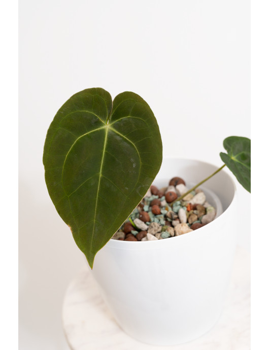 Anthurium magnificum DF x papillilaminum