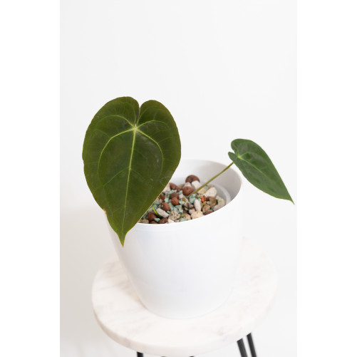 Anthurium magnificum DF x papillilaminum