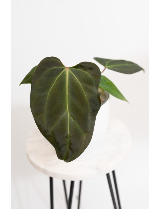 Anthurium indo portilae x KOSx x besseae aff
