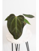 Anthurium indo portilae x KOSx x besseae aff