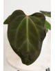 Anthurium indo portilae x KOSx x besseae aff