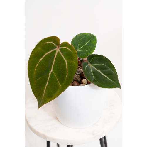 Anthurium (dressleri x...