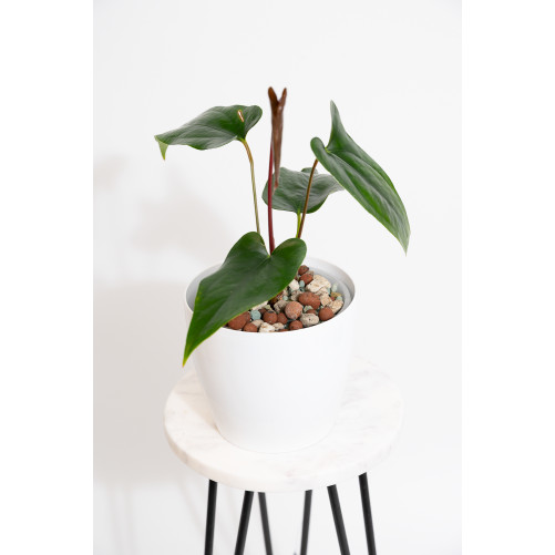 Anthurium nigrolaminum "Gigi'