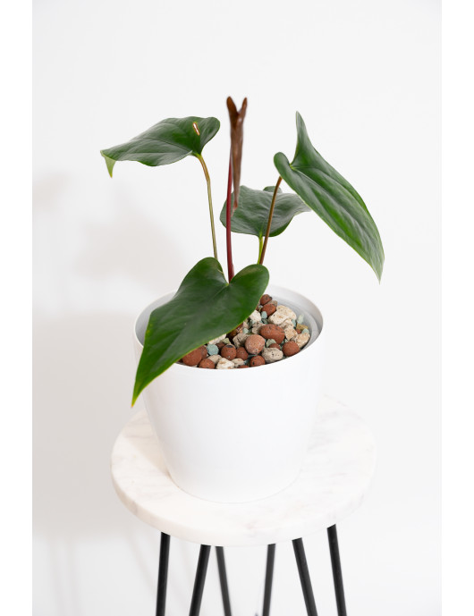 Anthurium nigrolaminum "Gigi'