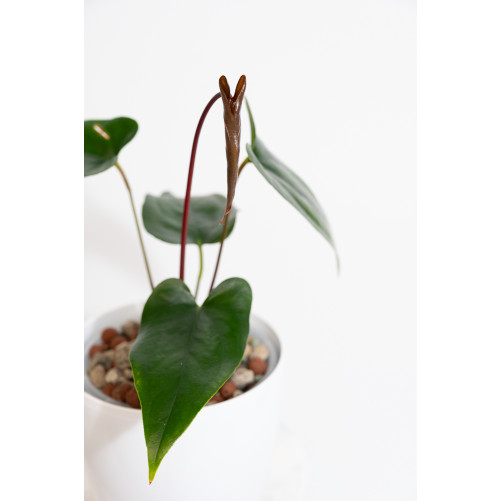 Anthurium nigrolaminum "Gigi'