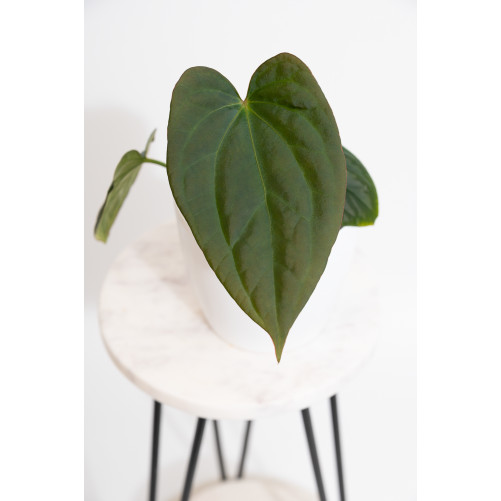Anthurium sp037 x...