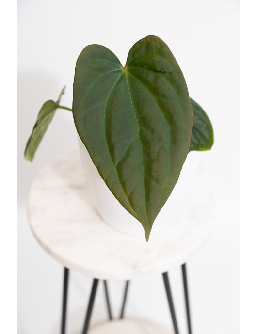 Anthurium sp037 x crystallinum Oro verde