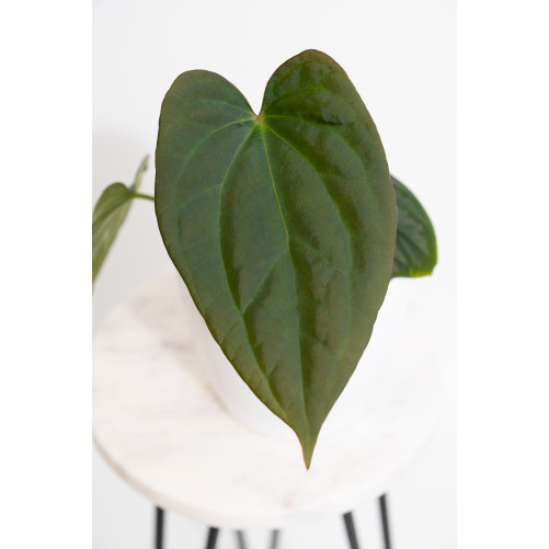 Anthurium sp037 x crystallinum Oro verde