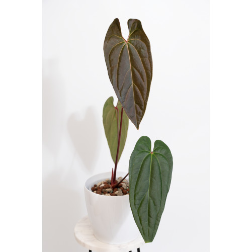 Anthurium titanium