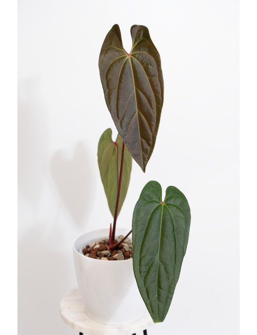 Anthurium titanium