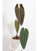 Anthurium titanium