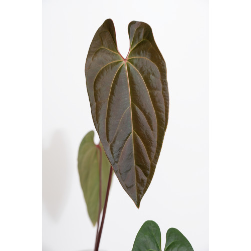 Anthurium titanium