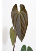 Anthurium titanium