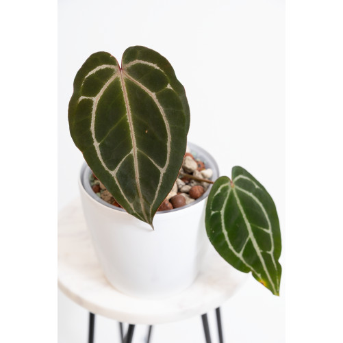 Anthurium Crystallinum...