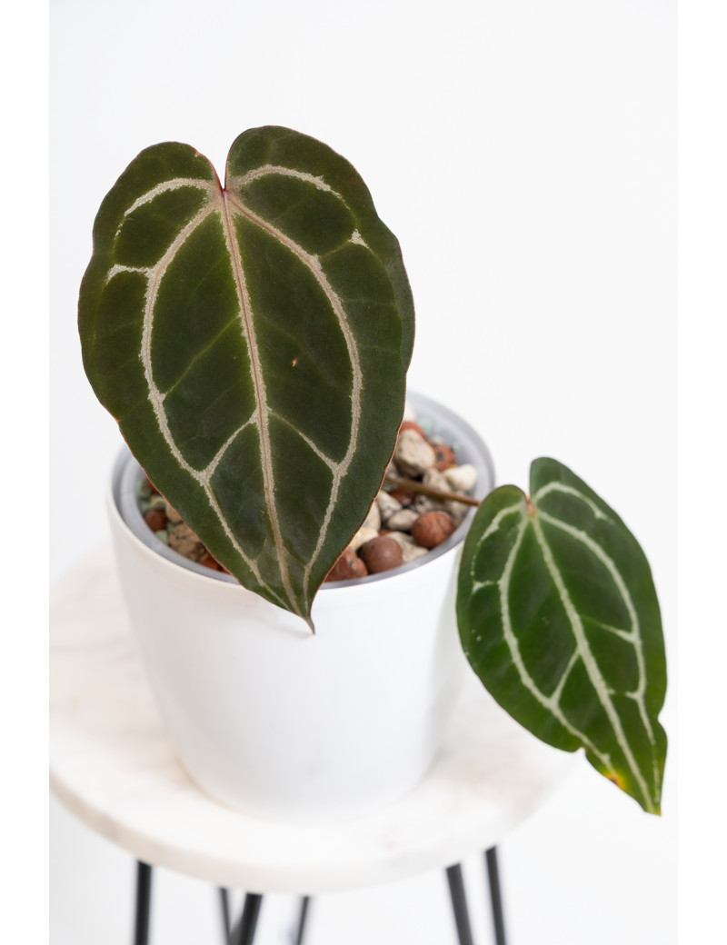 Anthurium Crystallinum Select Color '56' x Michelle