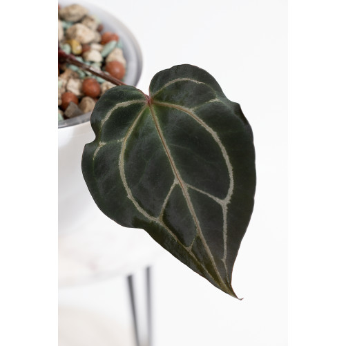 Anthurium Crystallinum Select Color '56' x Michelle
