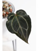 Anthurium Crystallinum Select Color '56' x Michelle
