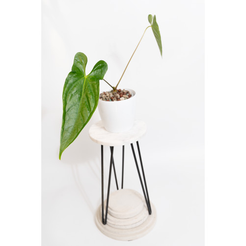 Anthurium nigrolaminum