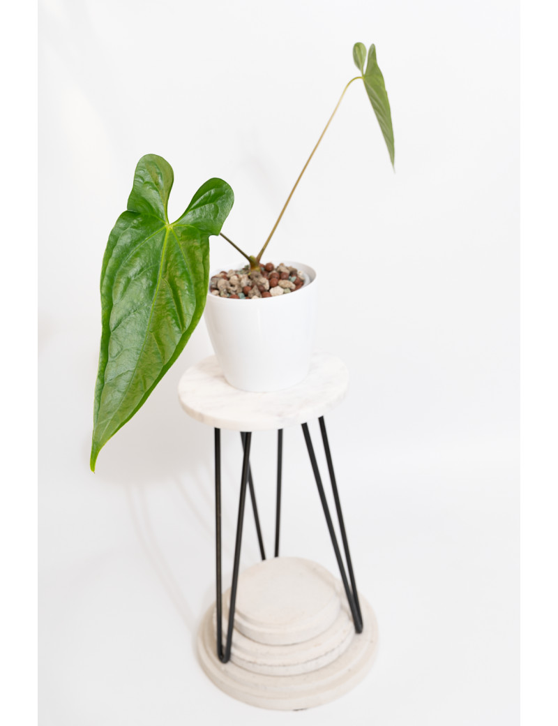 Anthurium nigrolaminum